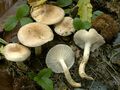 Hygrophorus arbustivus